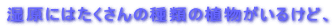 ｼ������������A�������A
