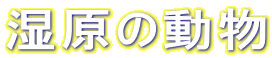 ｼ�����
